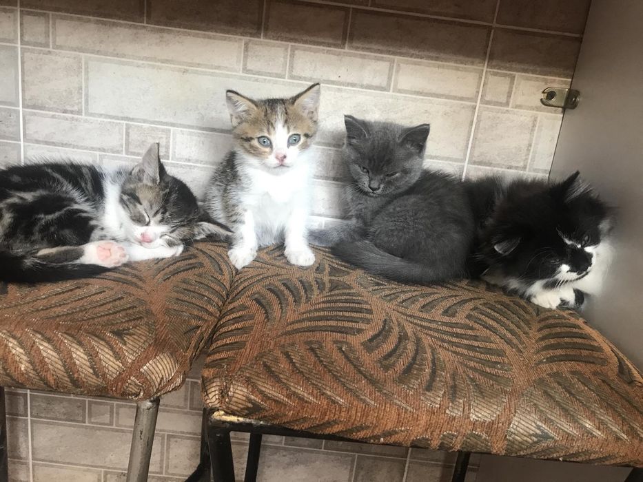 Віддам кошеня (хлопчик) у добрі руки