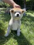 Akita Inu - Piękna czerwona sunia ! Do odbioru !