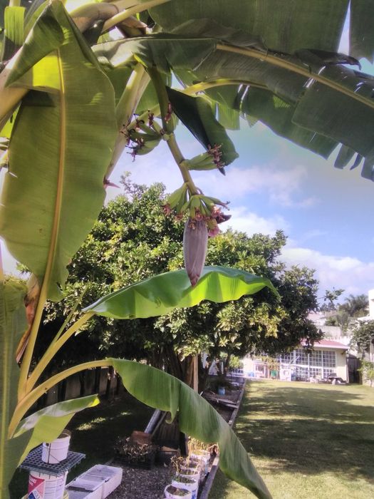 Bananeiras envazadas-enraizadas (pode replantar em qualquer época)