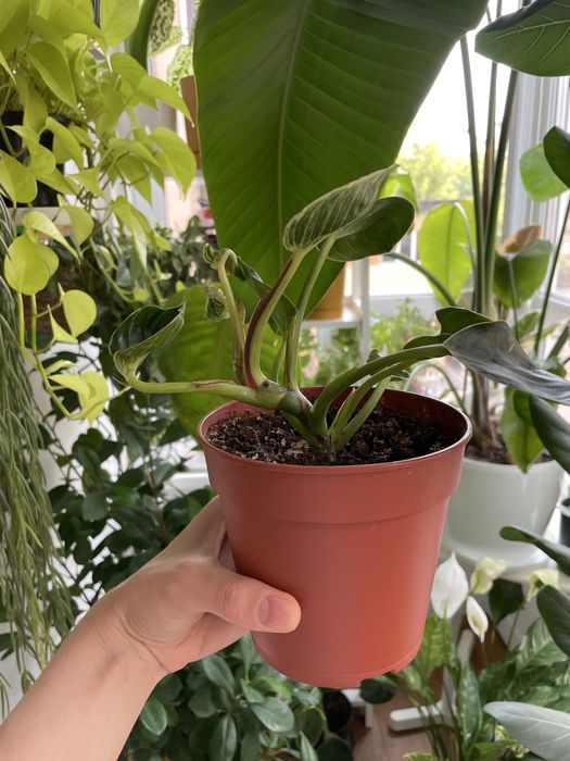 Філодендрон Біркін philodendron birkin