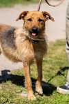 Lola, młoda suczka w typie: terier, terrier, airdale, irish, foxterier