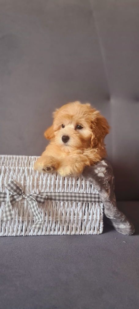 Śliczny piesek Maltipoo