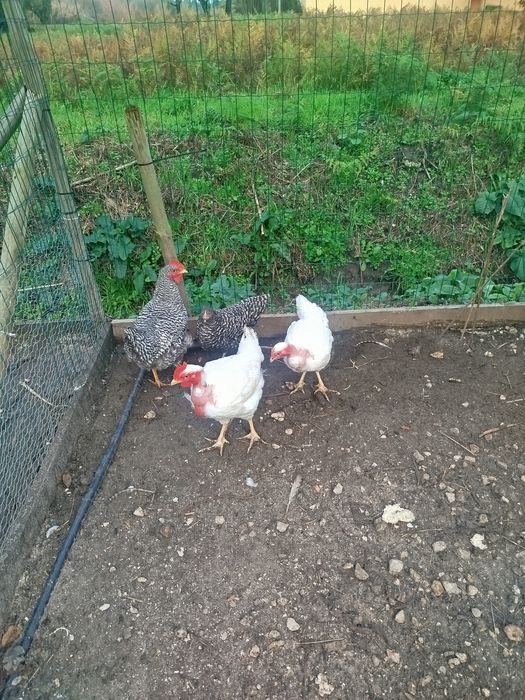 Vendo três casais dois de portuguesas e um casal rodhe