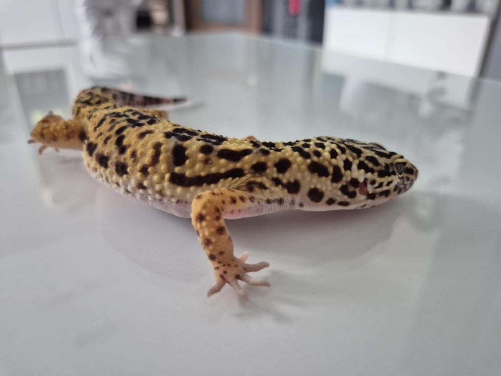 Eublefar lamparci ( gekon lamparci ) samiczka