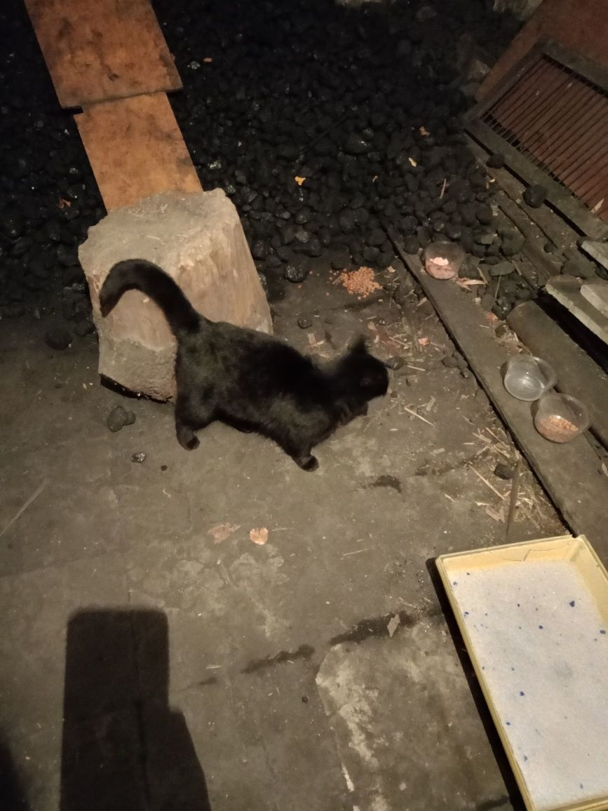 Wykastrowany kotek szuka domu
