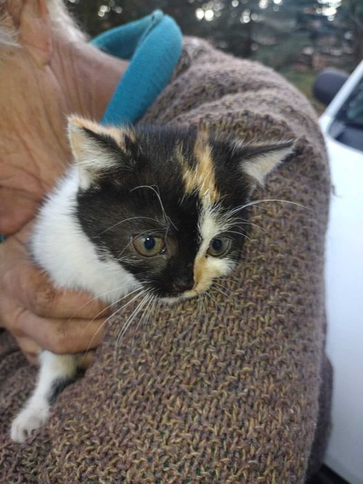 Kicia szuka domu, nie bądź obojętny