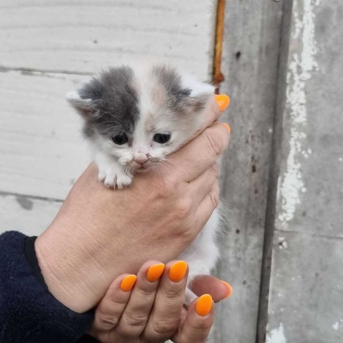 Безкоштовно. Милі кошенята .  Доставимо.