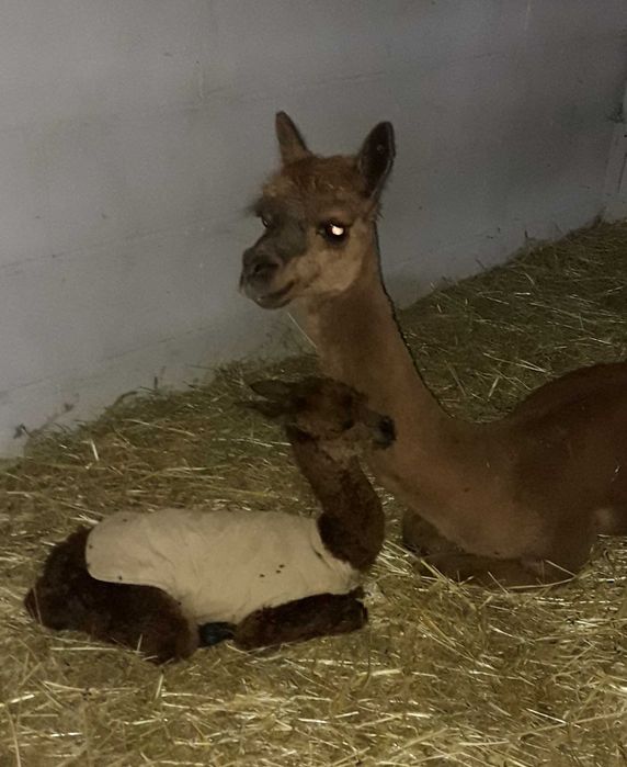Alpaki , młode samce i samiczki .