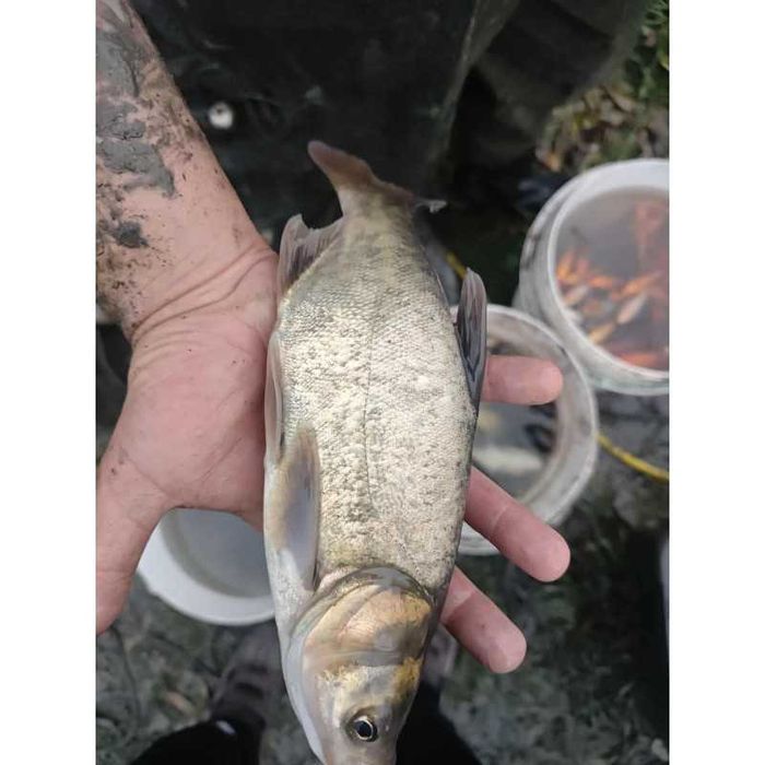 TOŁPYGA 20-40 CM kroczek