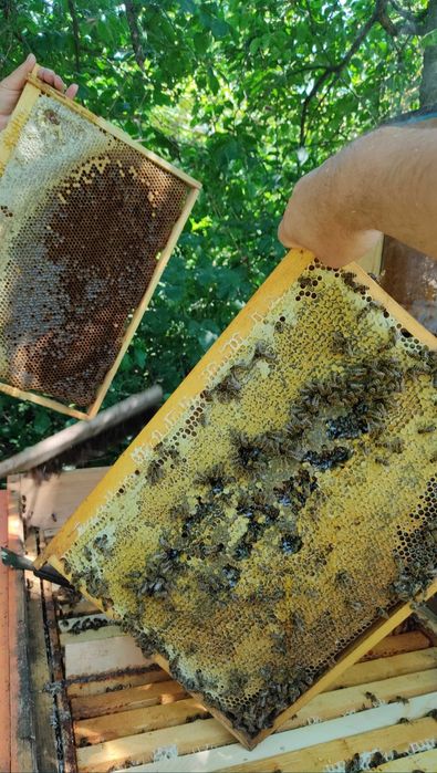 Пчеломатки Бджоломатки Карпатка 2025 бджоло матка матки