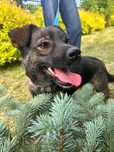 Przyjazny młody piesek Bruno szuka domu, 1,5 roku 10 kg