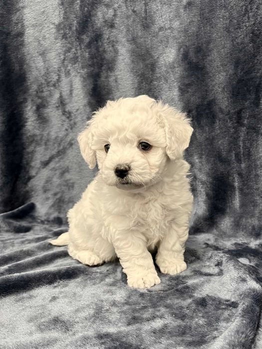 Bichon frise FCI, piękny piesek