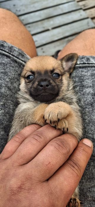Chihuahua piesek