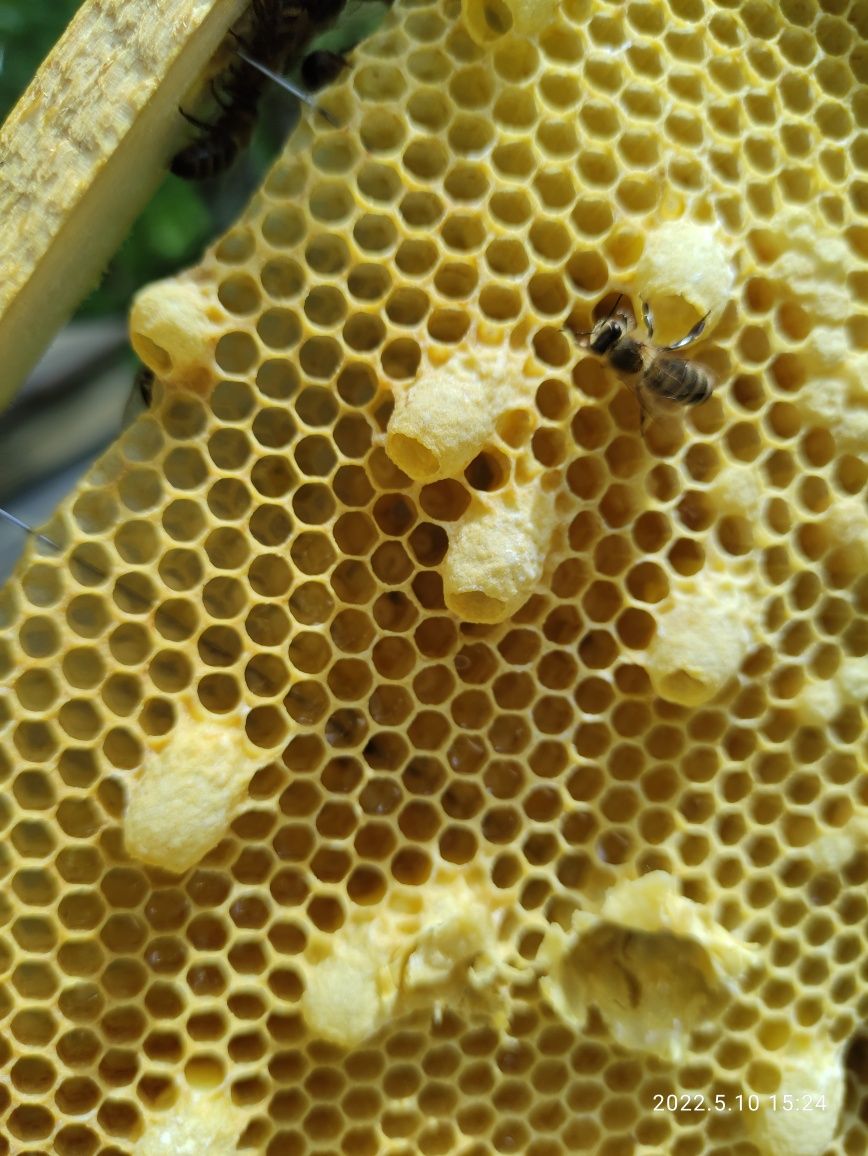 Маточне молочко бджолинне. Маточное молочко збір 2023р свіже