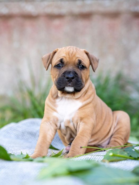 Amstaff Suczka  Ast American STAFFORDSHIRE TERIER