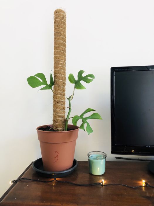 Rhaphidophora tetrasperma | Monstera mínima