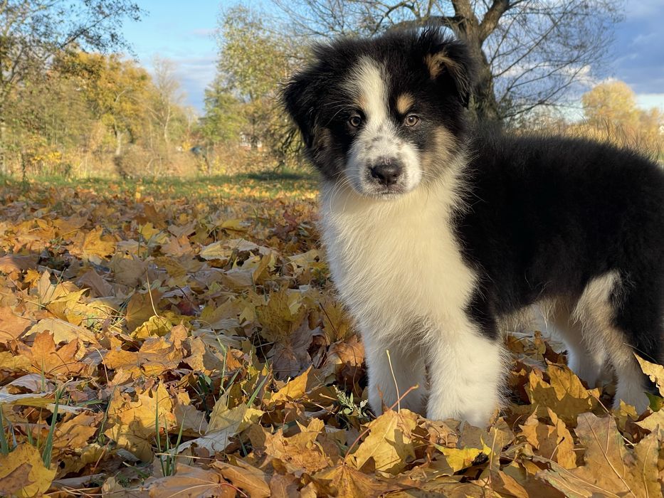 Австралійська вівчарка Ауссі хлопчик
