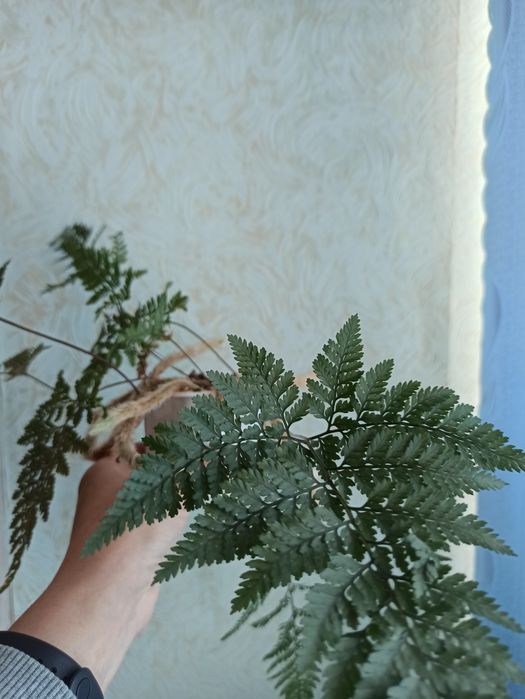 Продам папоротник Давалию