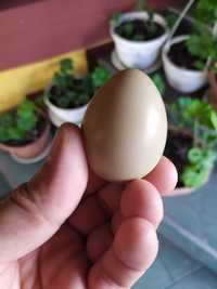 Яйца Фазана Пишевые
