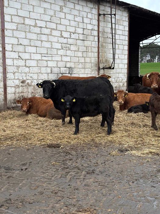 Cielaki- BYCZKI I JAŁÓWKI Rasa Mięsna 50% AA — Krajowa Hodowla!