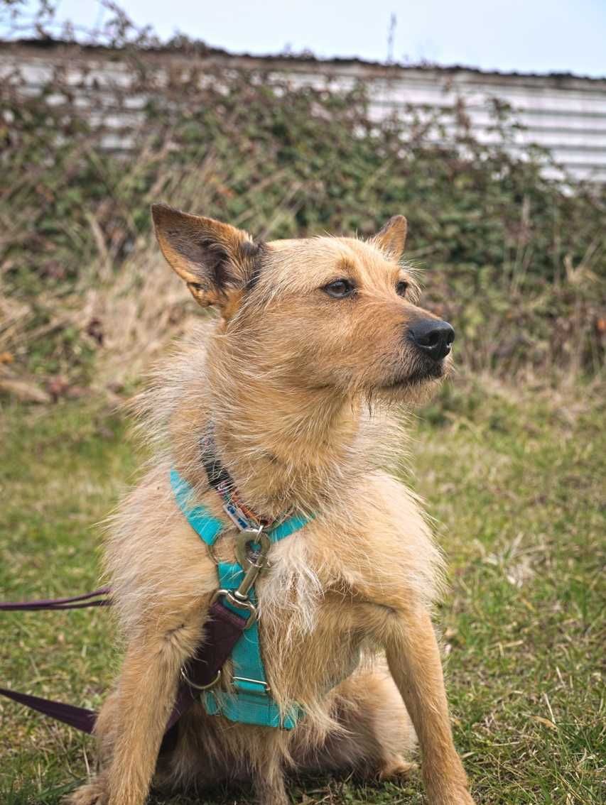 Pankracy - ciekawski, spokojny psiak do adopcji.