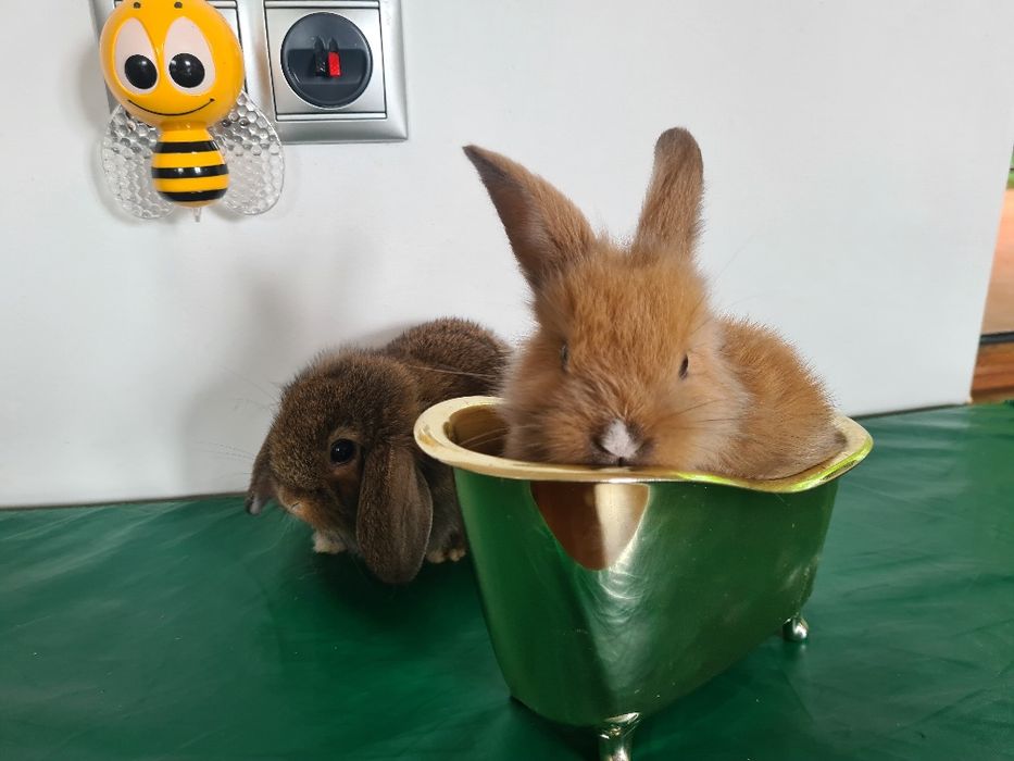 Ostatni malutki chlopczyk. rezerwuj Mini karzełek puchaty królik