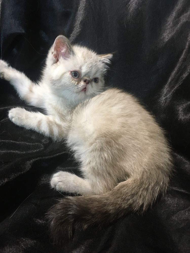 Котенок редкого окраса
