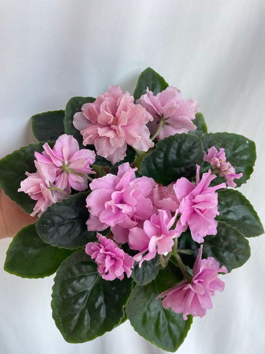 Sadzonka fiołka VAT Pion