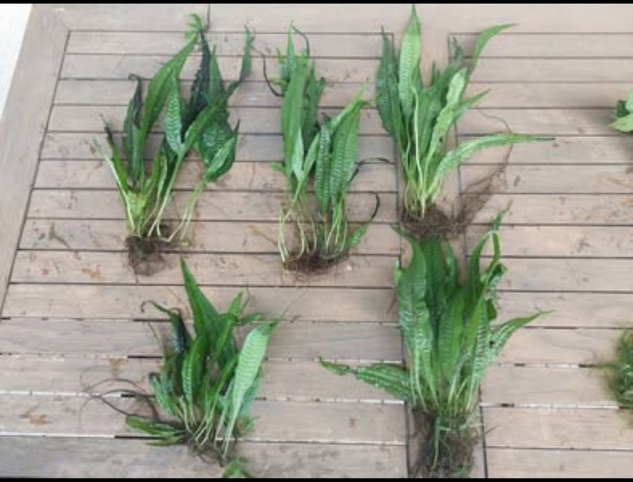 Plantas aquário fácil manutenção