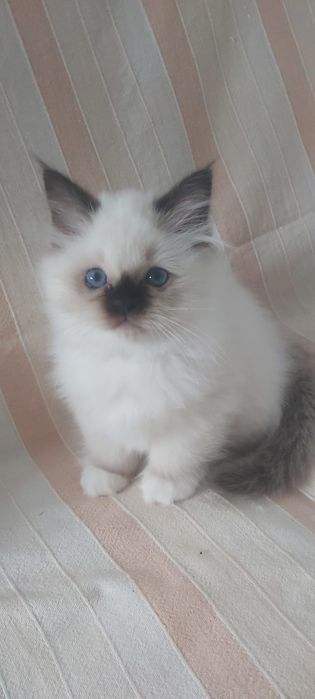 Sagrado da Birmânia