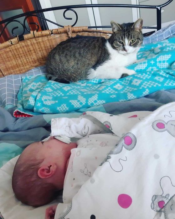 Zaginęła kotka Fela