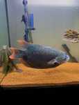 Gourami Gigante Red Tail