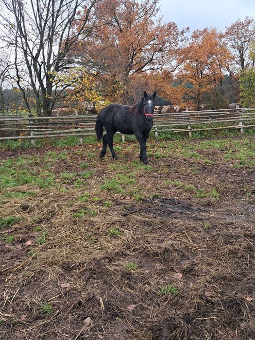 Sprzedam ogiera szpaka