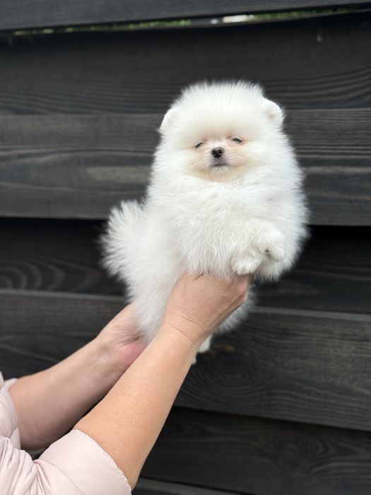 Цуценята померанського шпіца