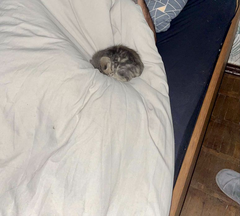 Кошеня в добрі руки, котенок бесплатно, котик даром, киценя, котенок