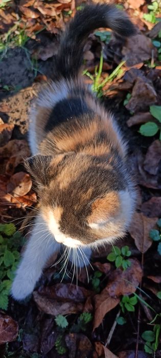 Подарую чудове кошеня)