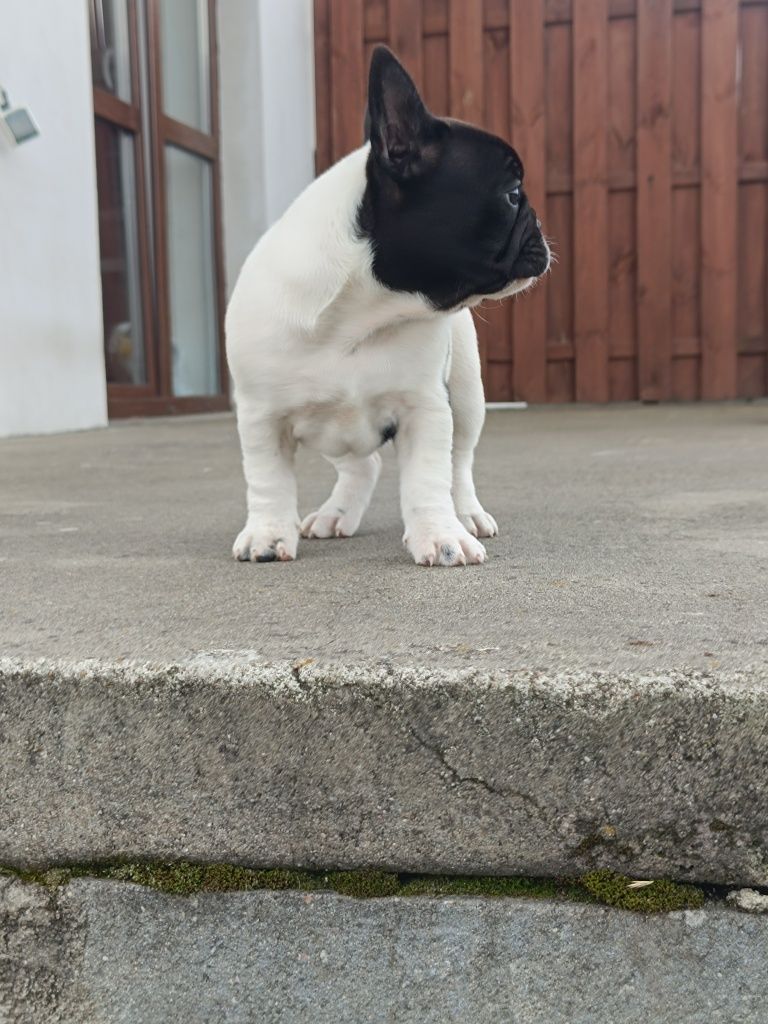 Buldog francuski