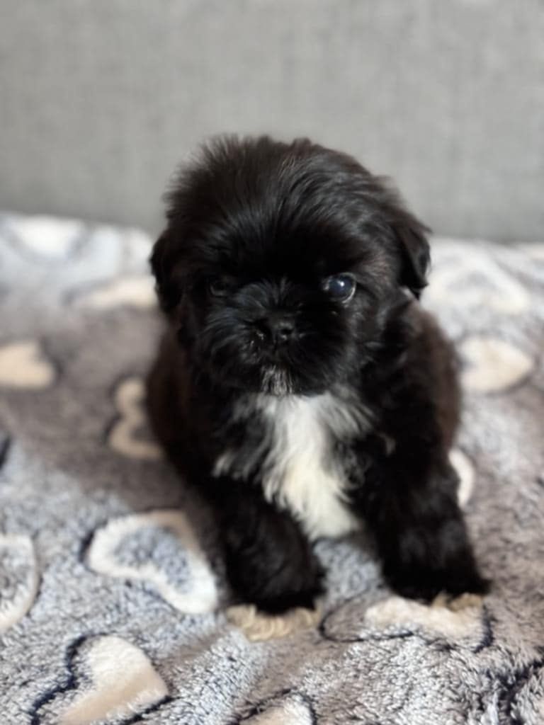 Piesek Apollo 7 tyg  Shih tzu Zkwp