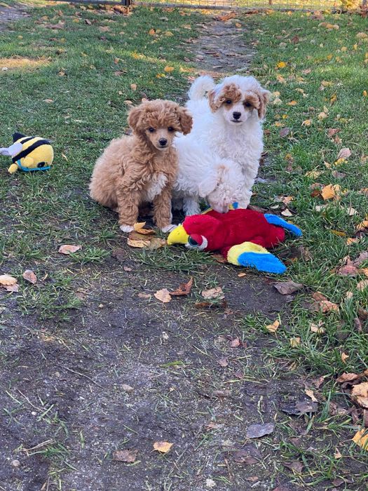 Sunia pudel toy/miniaturka  biało-ruda!!!