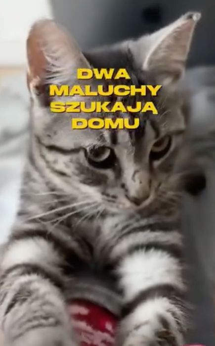 Mają 5 miesięcy i pilnie szukają domu! Mają coraz mniej czasu.