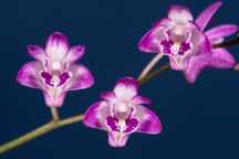 Orquídea Rosa das rochas