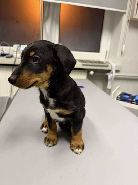 Romek i Atomek - urocze, małe szczeniaki szukają domów!