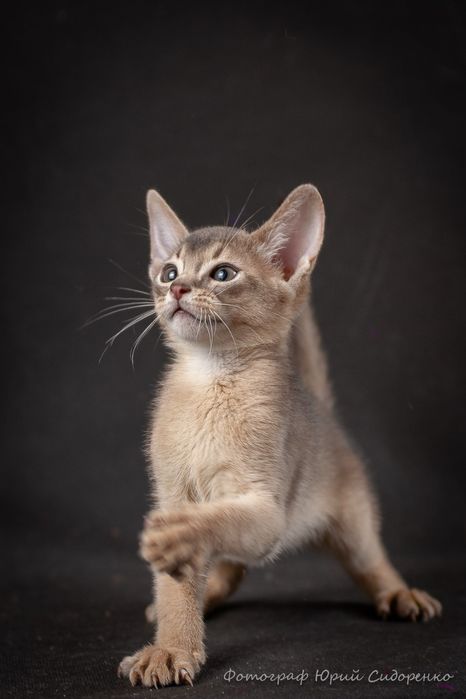 Котята абиссинские