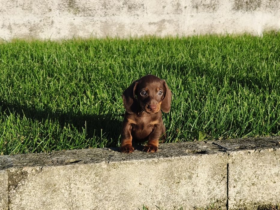 Teckel kaninchen macho com LOP