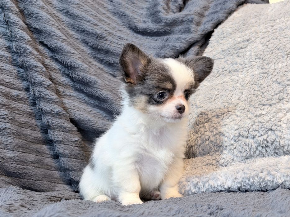 Chihuahua Tricolor suczka