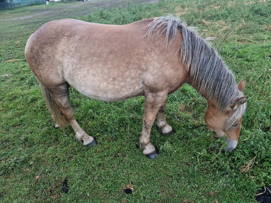 Polski koń zimnokrwisty