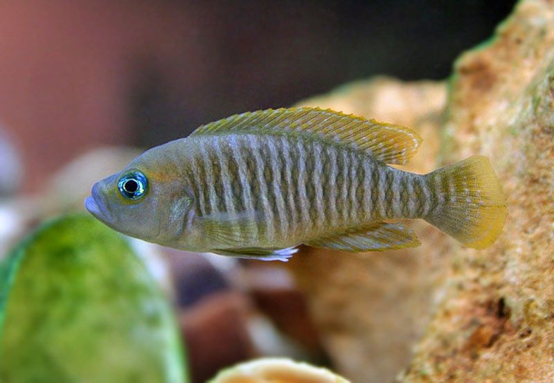 Neolamprologus MULTIFASCIATUS muszlowiec wielopręgi tanganika