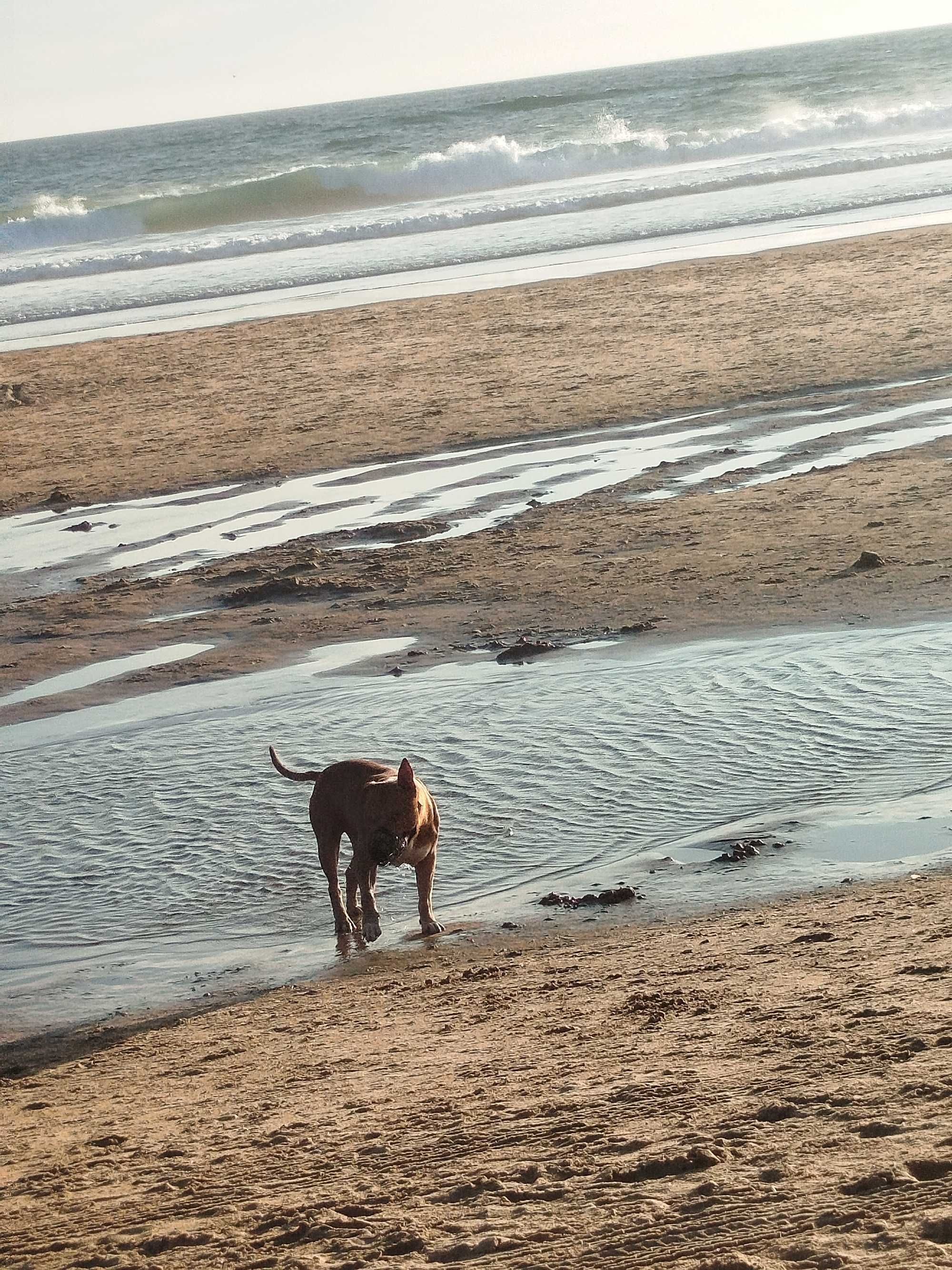 Pet sitting  Algarve lagos, budens, Sagres, etc