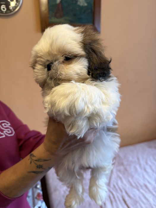 Shih Tzu piesek szczeniak Rodowód