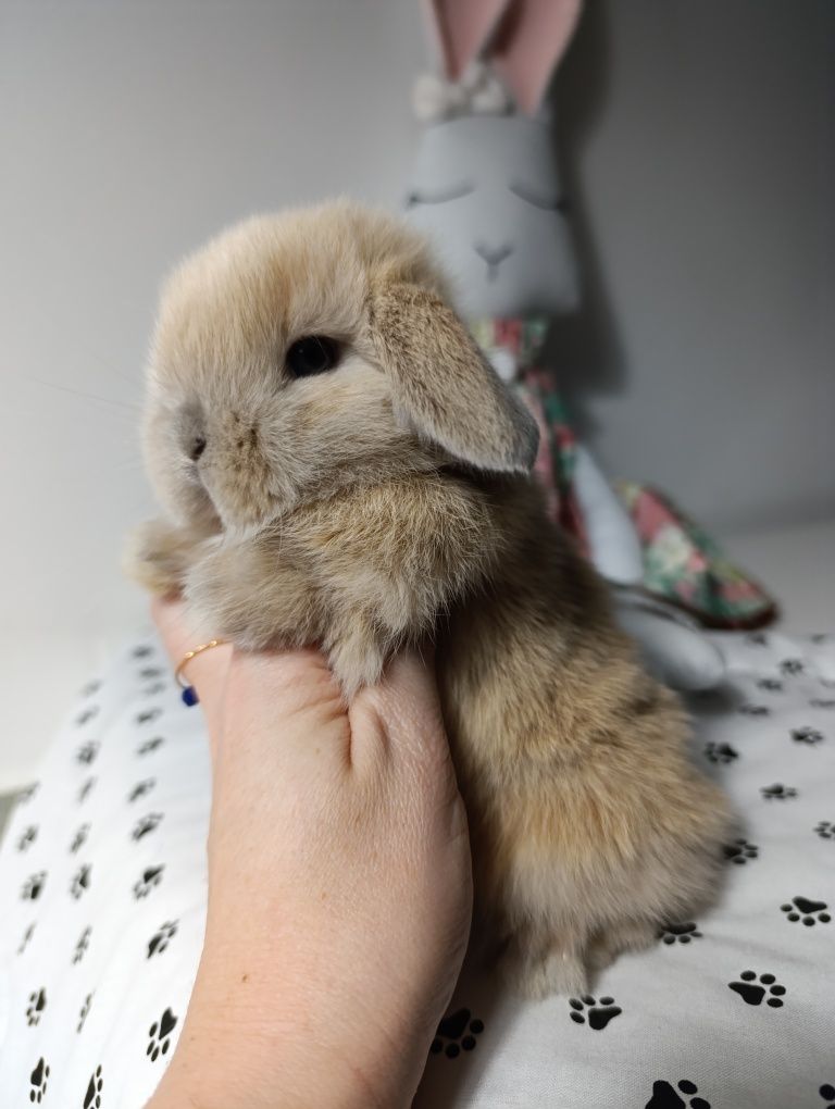 Mini lop królik króliczek hodowla zarejestrowana TOP